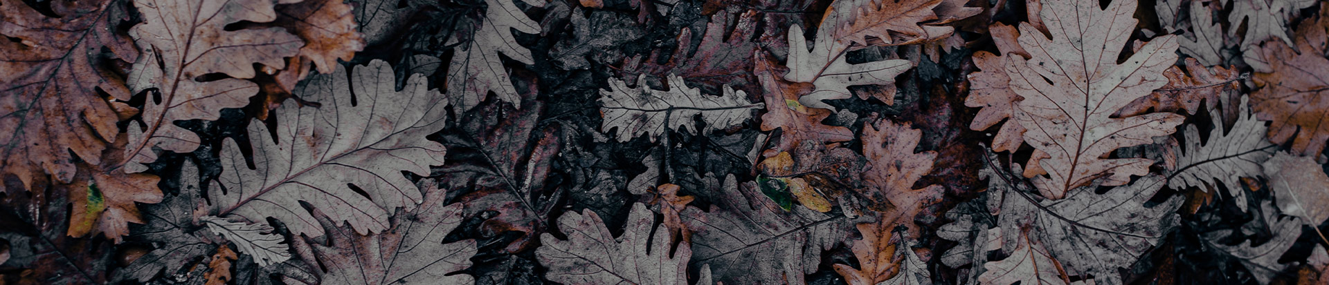 The Fundación General CSIC publishes the monograph "El ritmo de la senectud" (The rhythm of senescence)