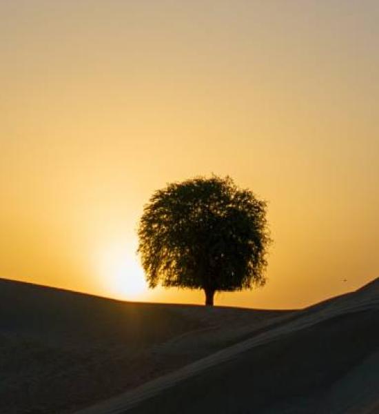 Seventh webinar - "RESEARCH AND LONGEVITY: Seeking positive answers for long lives".