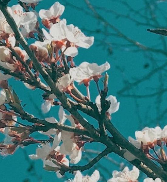 Presentation of the Guide to Intergenerationality: Transforming the Challenges of Longevity Societies into Opportunities